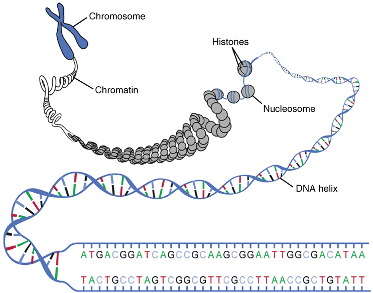 DNA genoma 