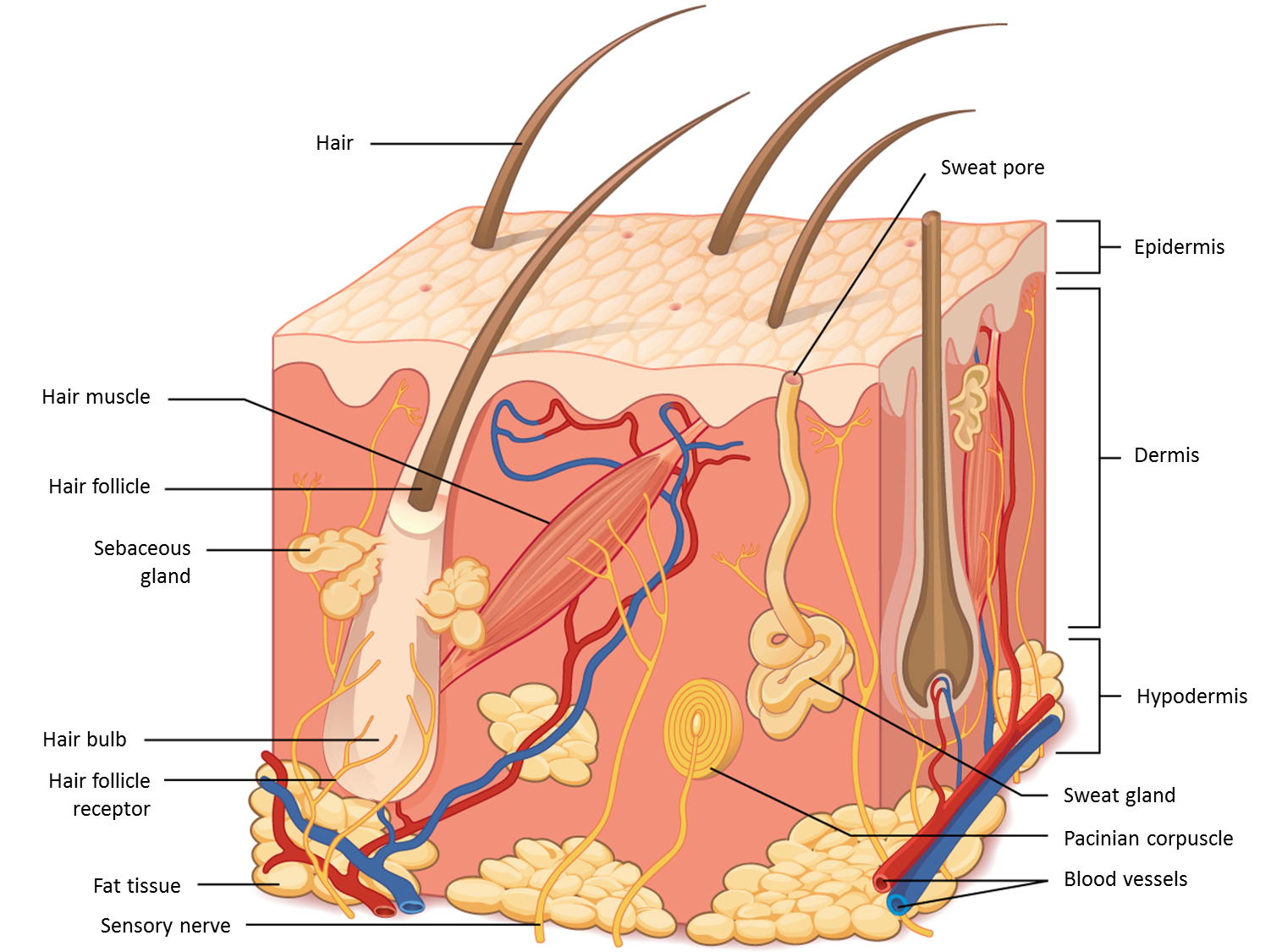 Human skin