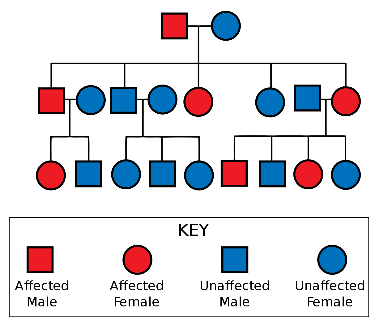 autosomal dominant inheritance pedigri