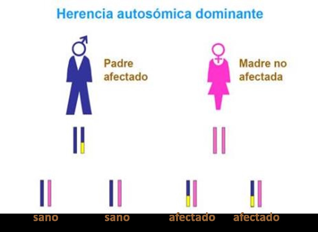 Herencia autosómica dominante