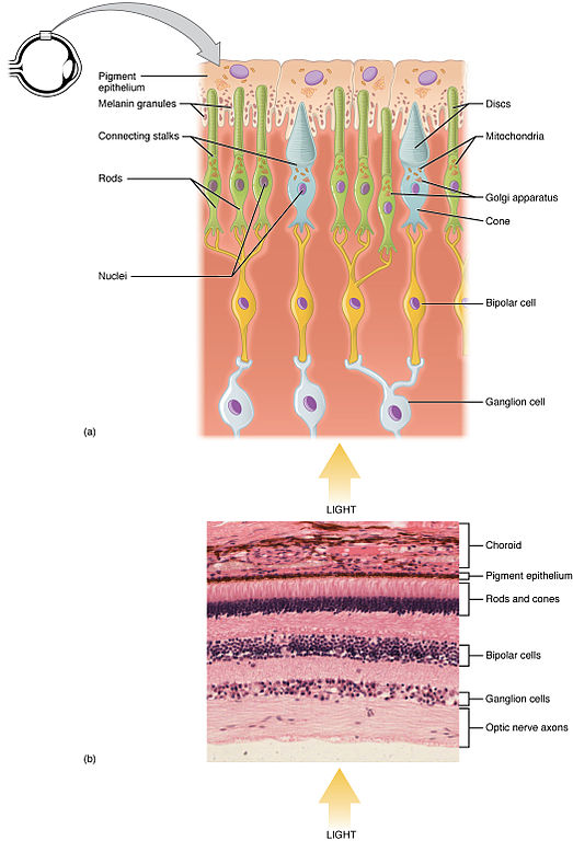 Layers retina