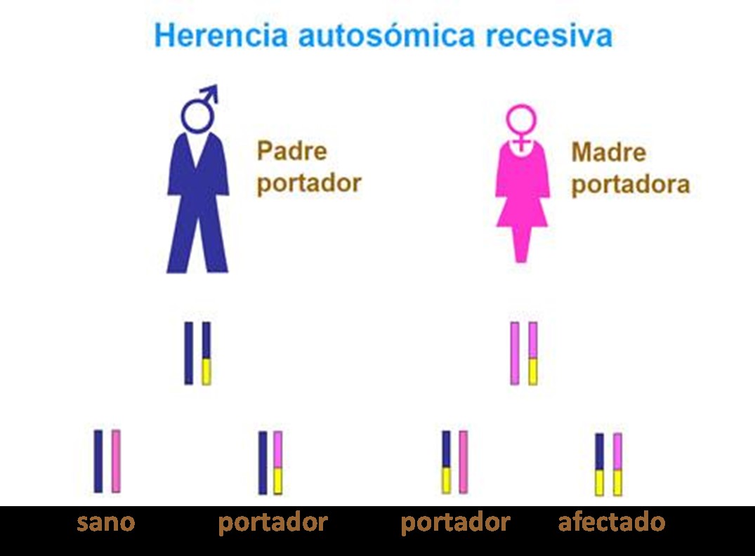 Herencia autosómica recesiva