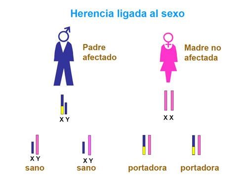 Herencia ligada al sexo