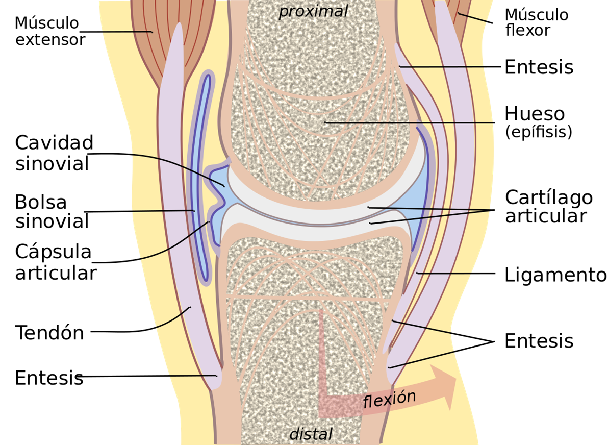 Articulación de la rodilla 