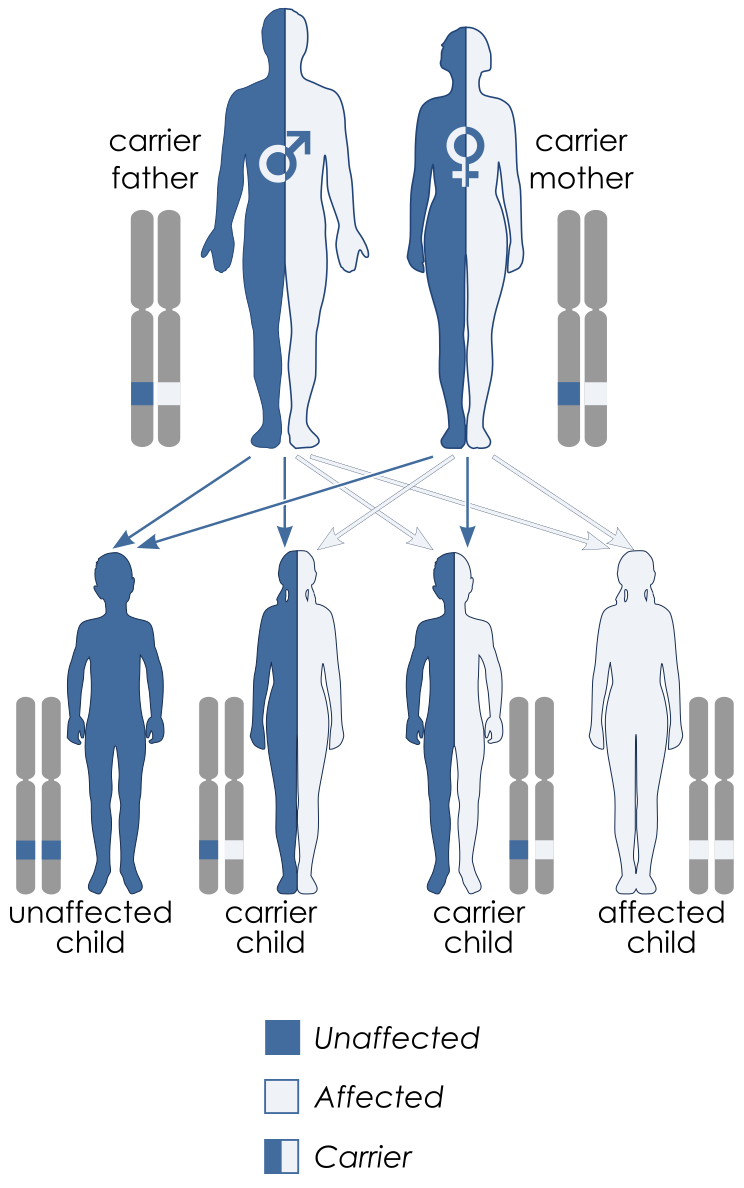 Autosomal recessive inheritance