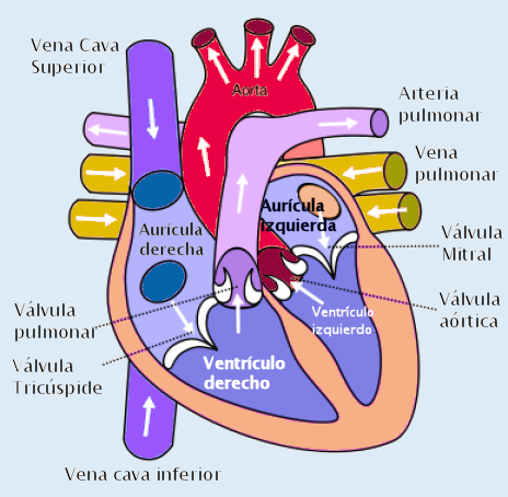 Corazón vasos sanguíneos