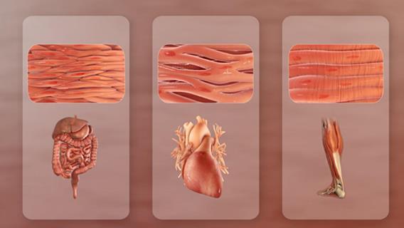 Different types of muscle