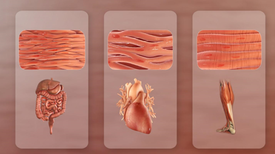 Different types of muscle: smooth, cardiac and skeletal. Wikimedia