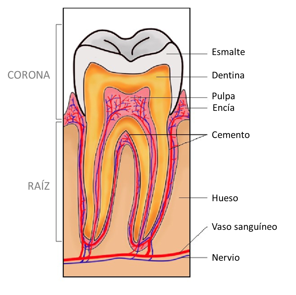 Estructura de los dientes