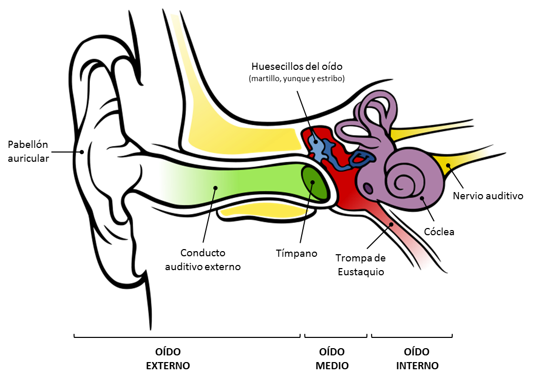 Partes del oído