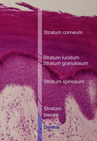 Epidermis layers