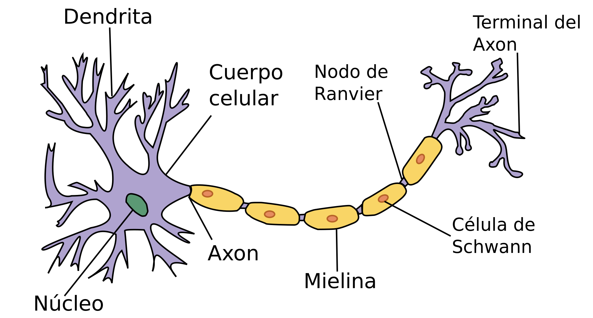 Neurona