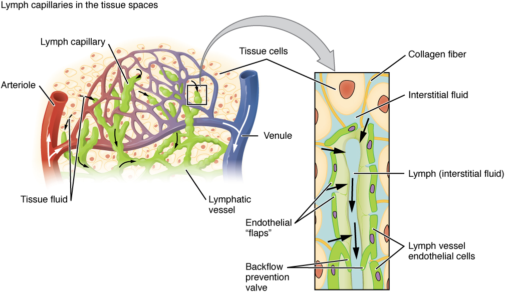 Lymph capillaries