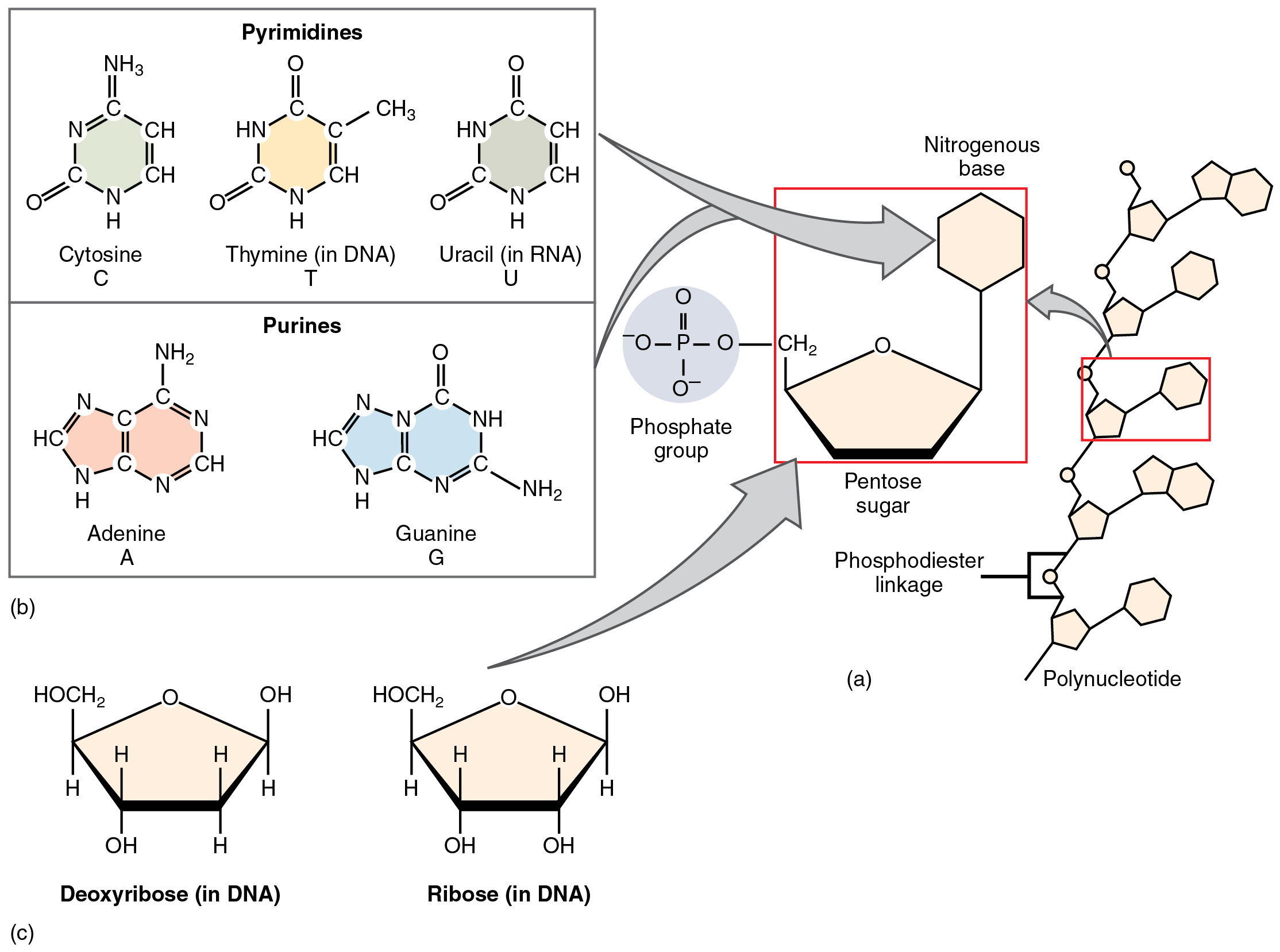 Nucleotides