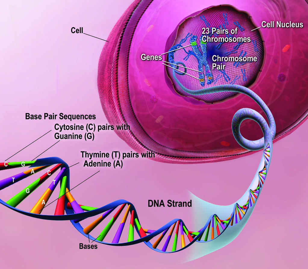 ADN cromosomas genes
