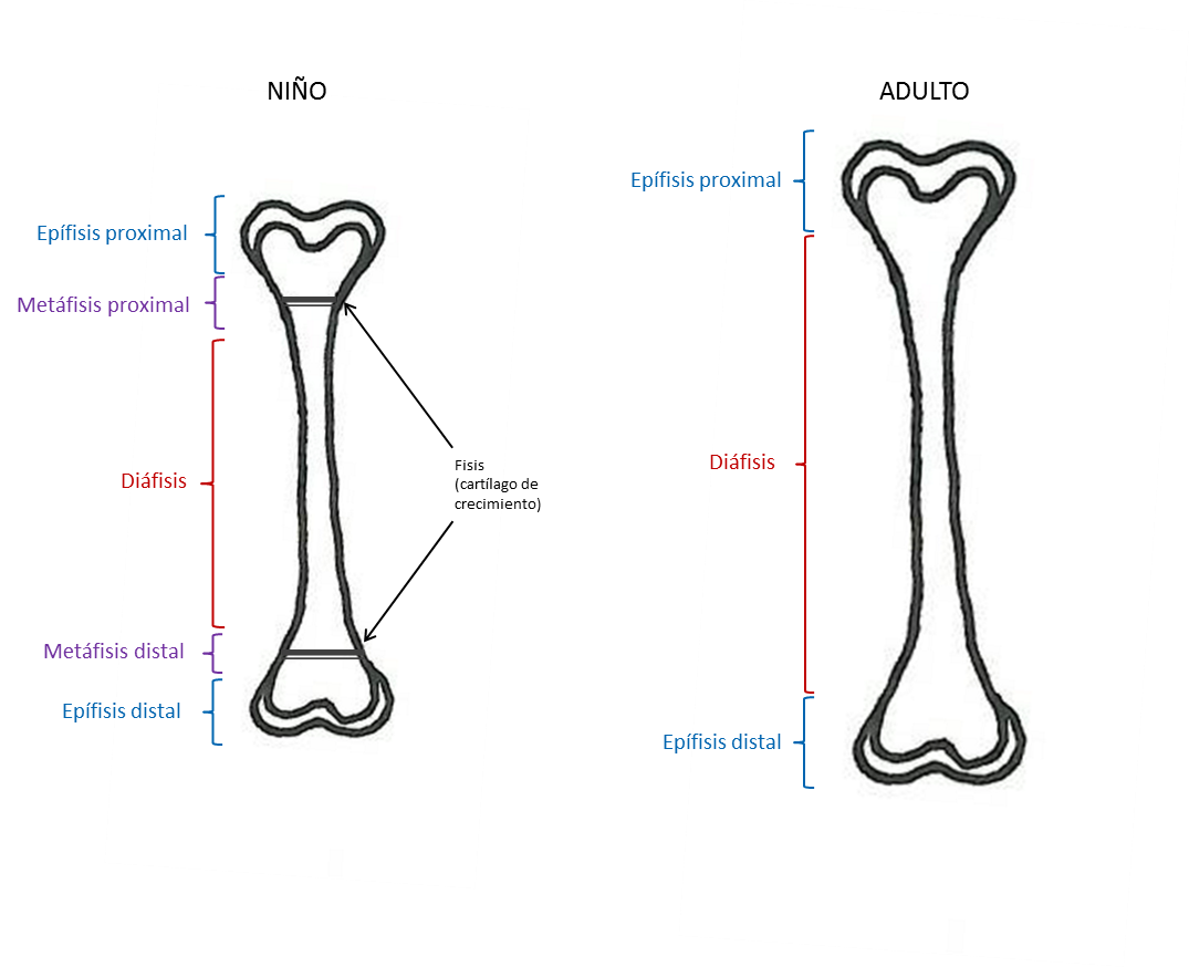 Partes de los huesos largos