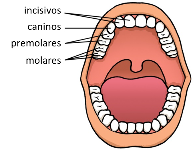 Diferentes tipos de dientes