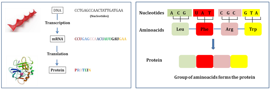 Genetic code