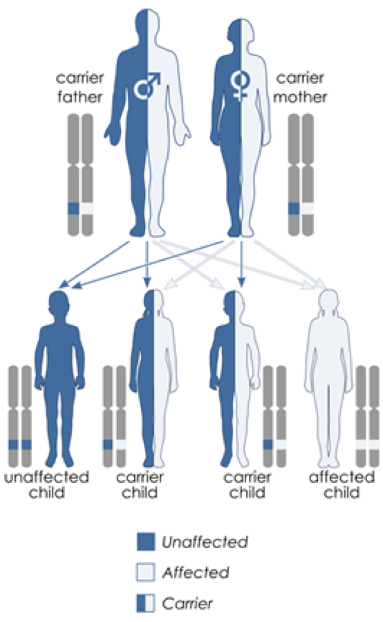 Autosomal recessive inheritance. Wikimedia