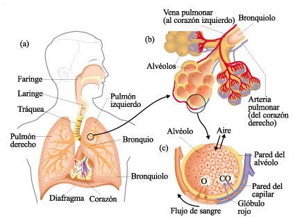 Respiración