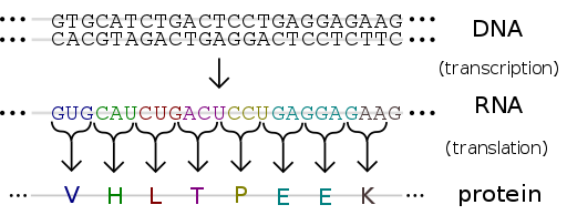 DNA translation