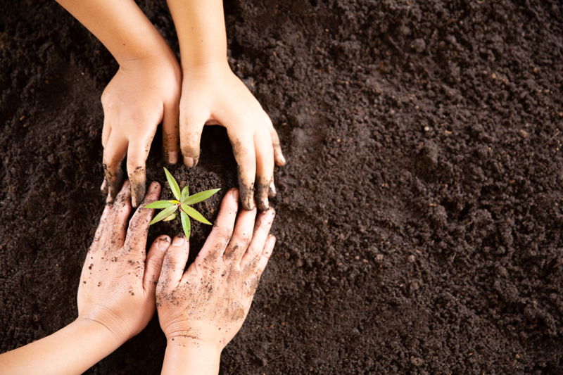 pareja de manos plantando un brote de una planta