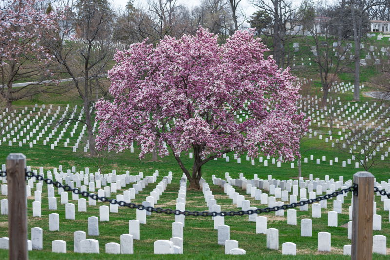 Cementerio norteamericano