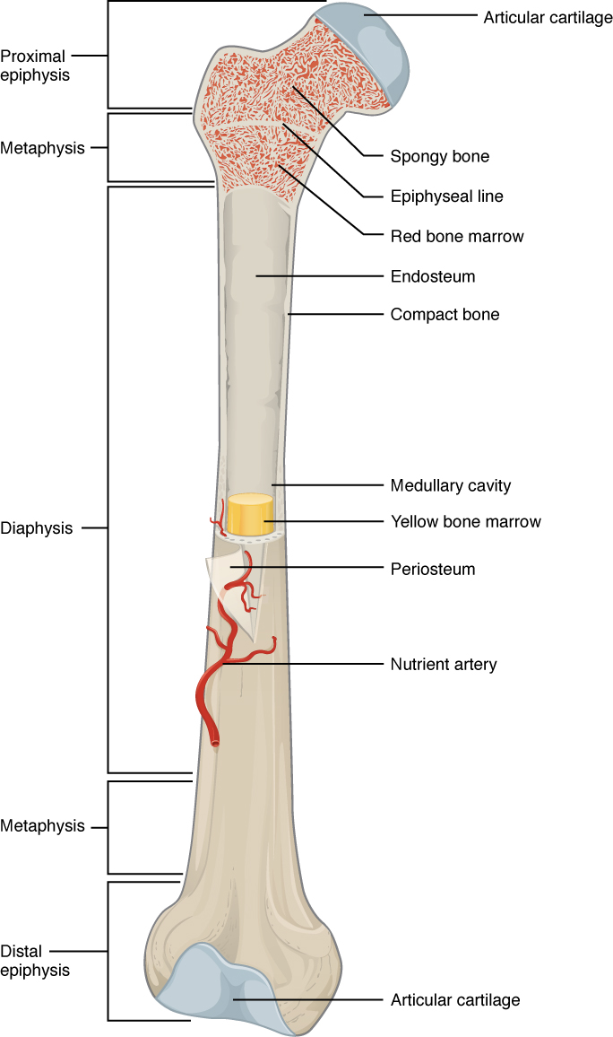 Structure of a bone