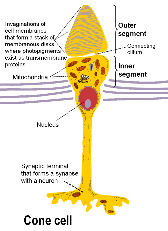 Estructura de un cono 