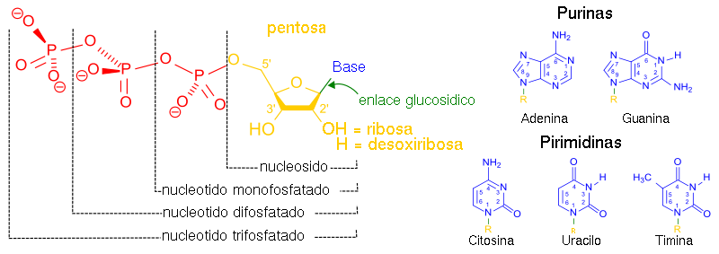 Nucleótidos 