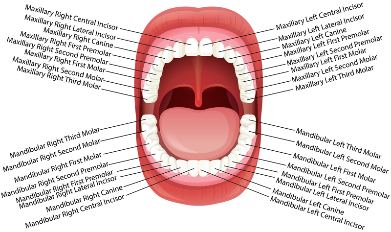 permanent dentition teeth premolar molar