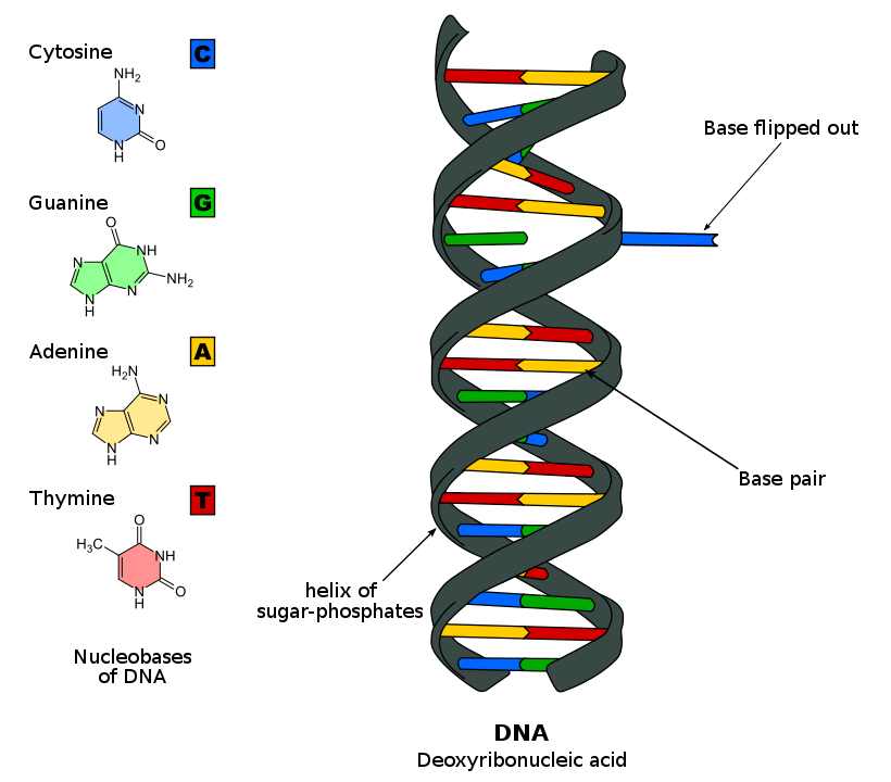 Bases nitrogenadas DNA