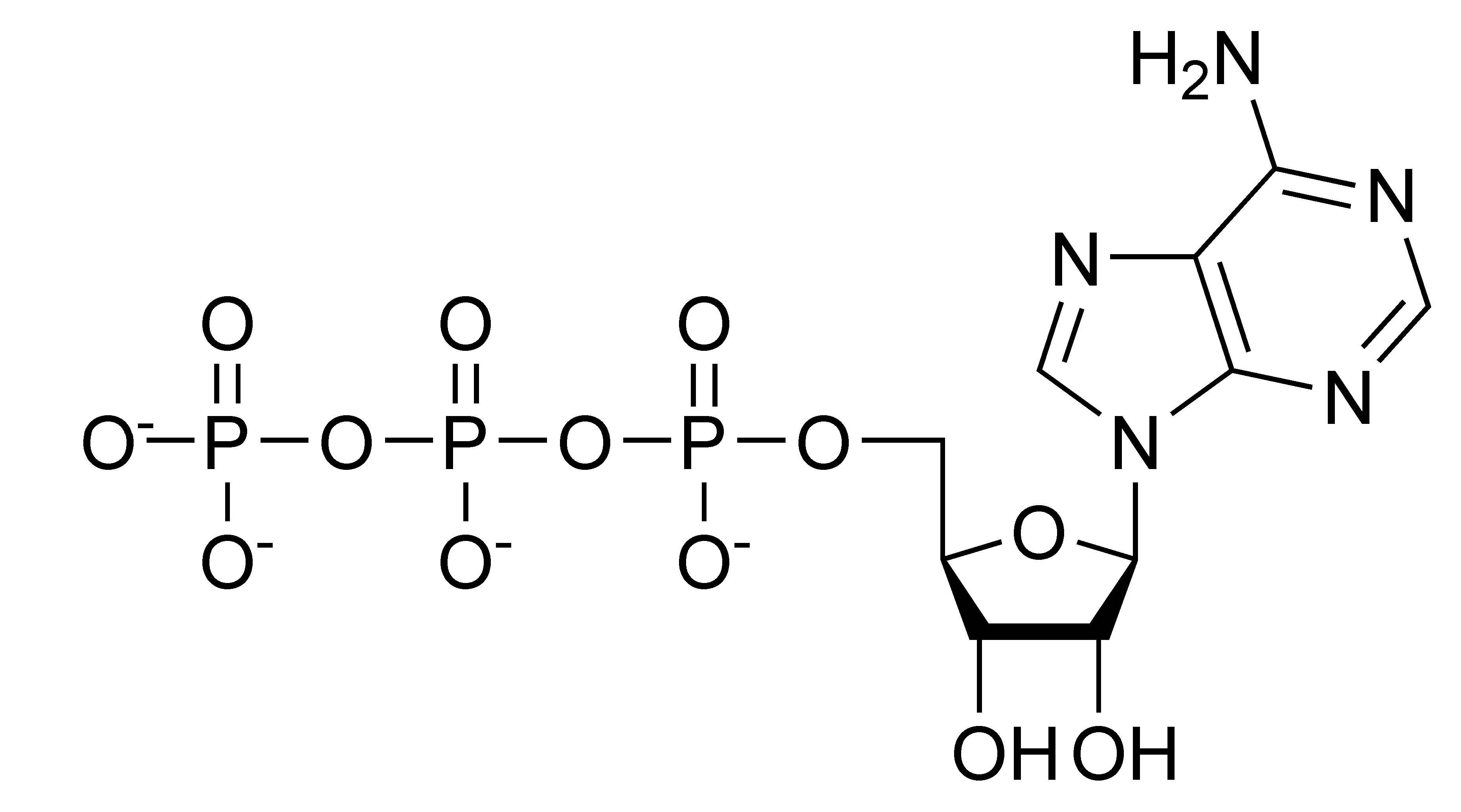 adenosina trifosfato