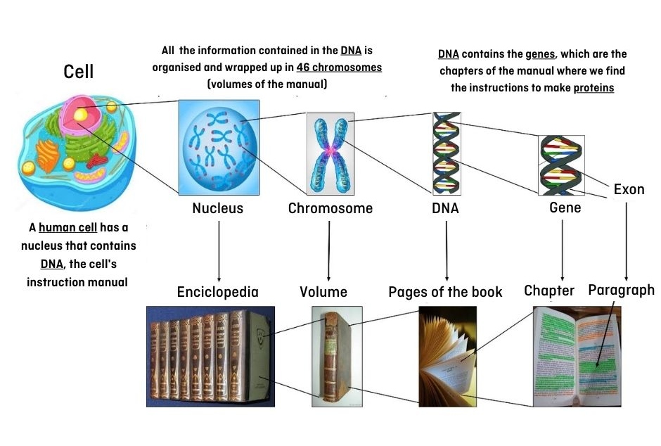 Genome instruction manual DNA