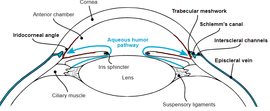 Aqueous humor