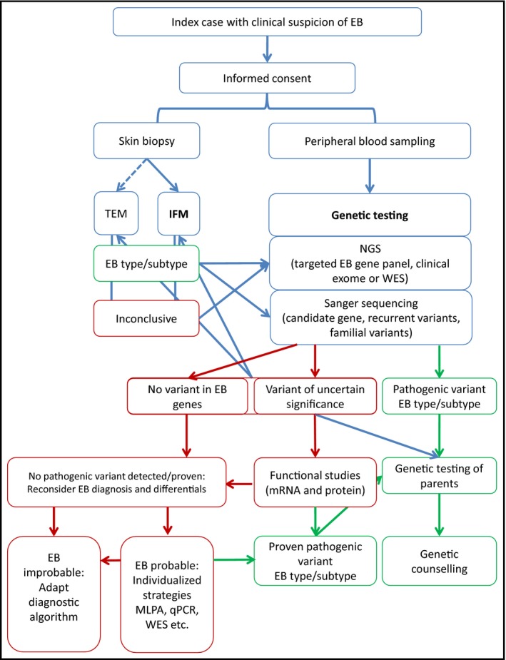 Flowchart laboratory diagnosis epidermolysis bullosa 