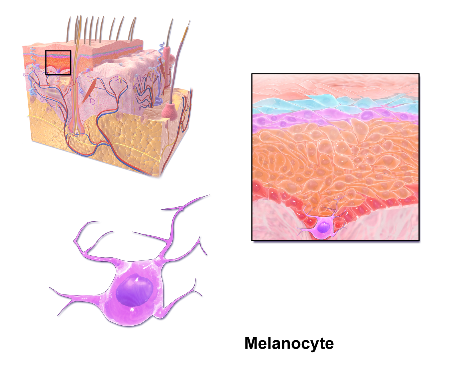 Melanocito