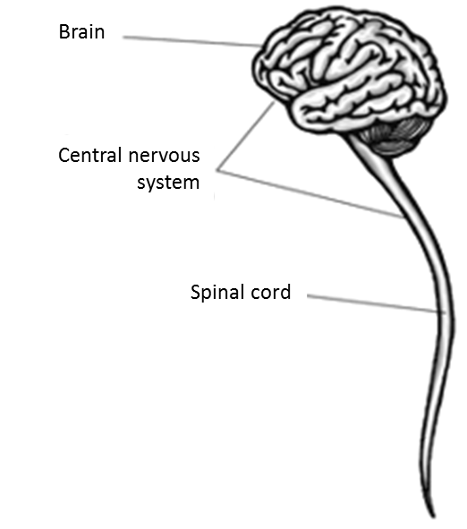 CNS