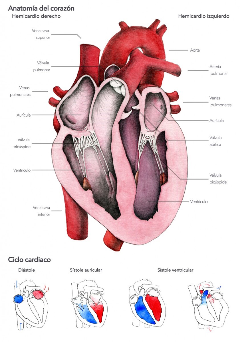 Anatomía del corazón