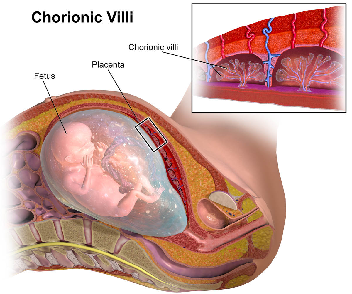 chorionic villi