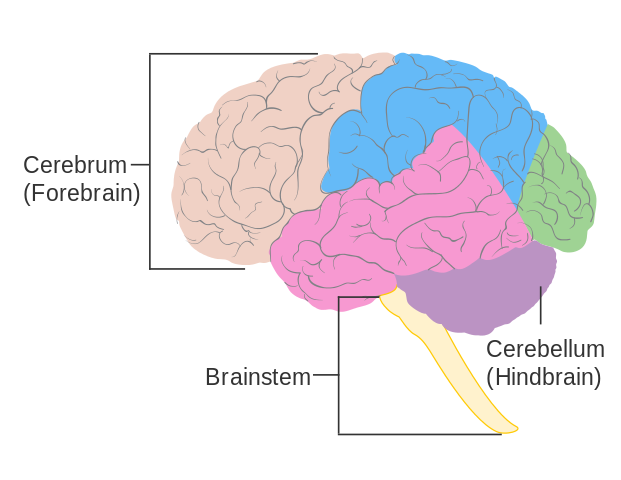 Principales áreas del cerebro