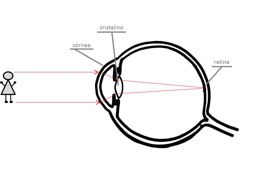 DIAPHRAGM