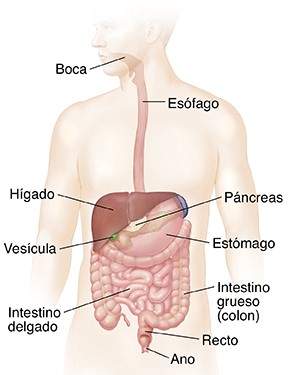 Aparato digestivo