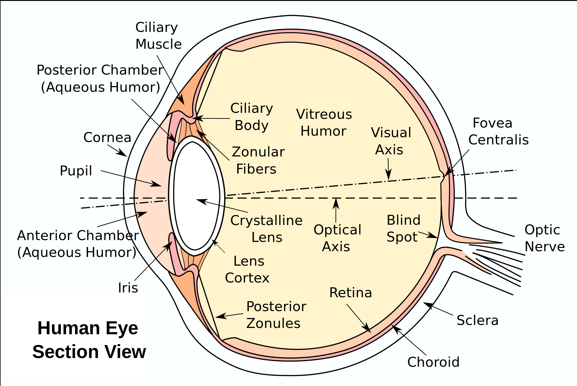 Eye section