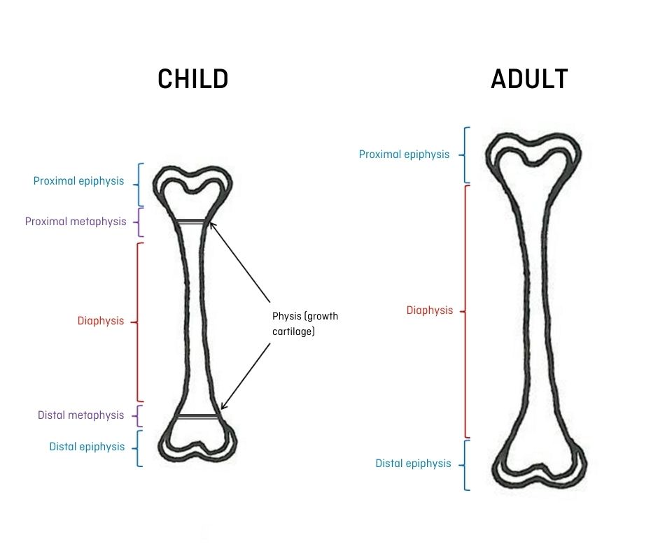 Long bones