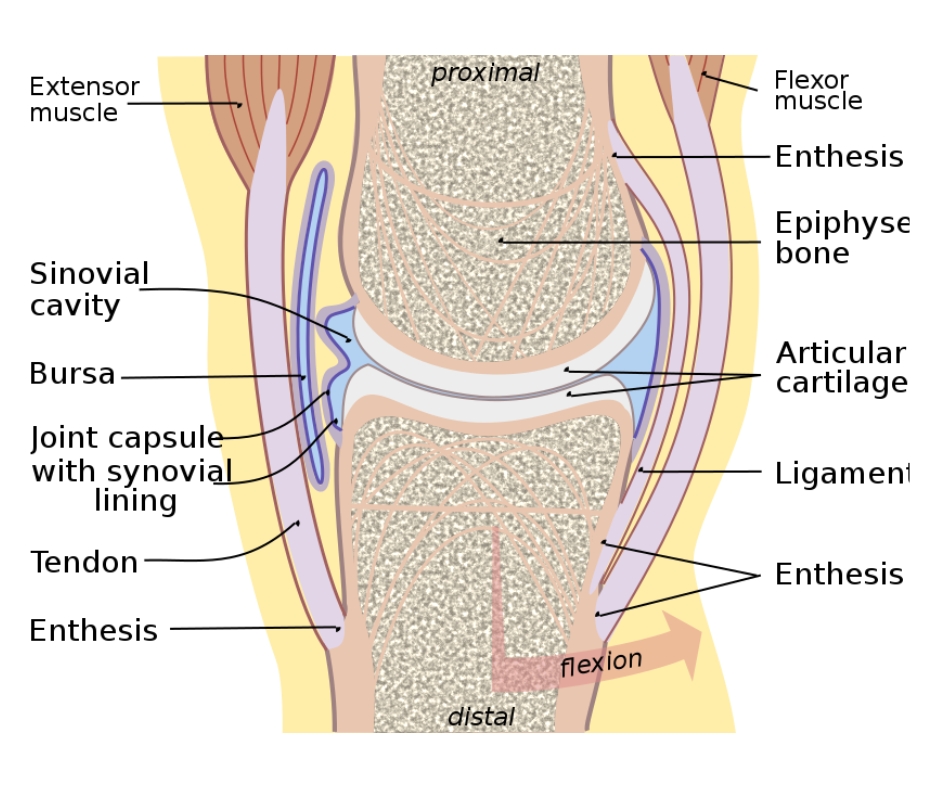 Knee joint