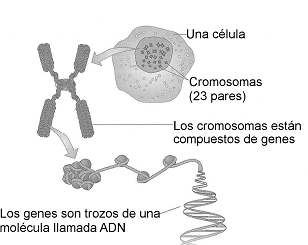 Genes, cromosomas y ADN