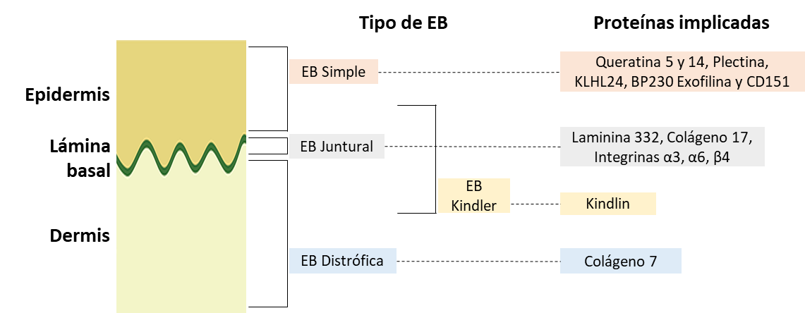 Tipos de EB