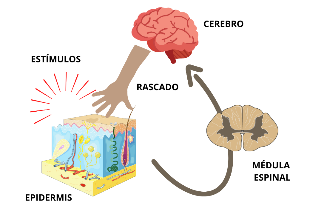 Circuito nervioso del picor