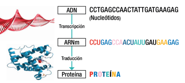Traducción del ARN
